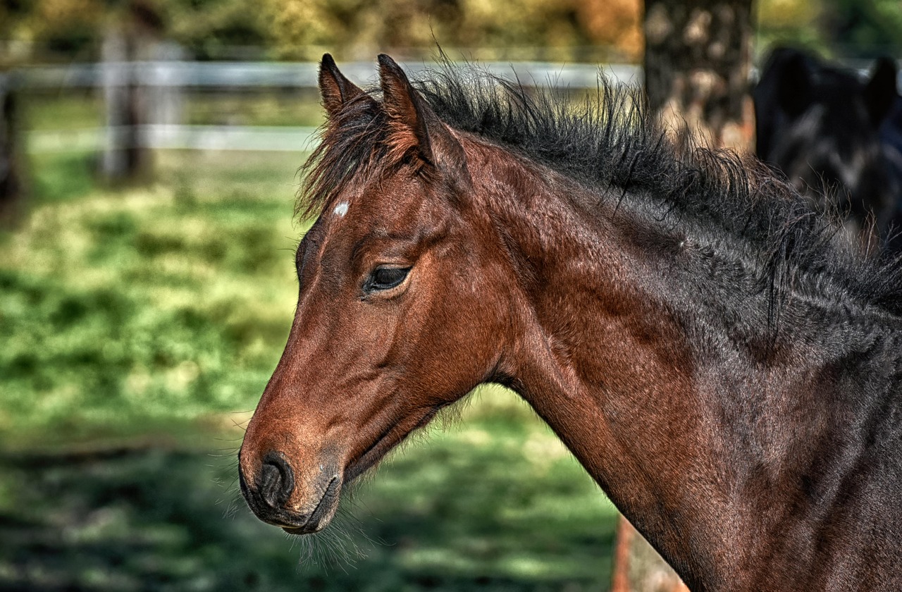 Koń. Pixabay.