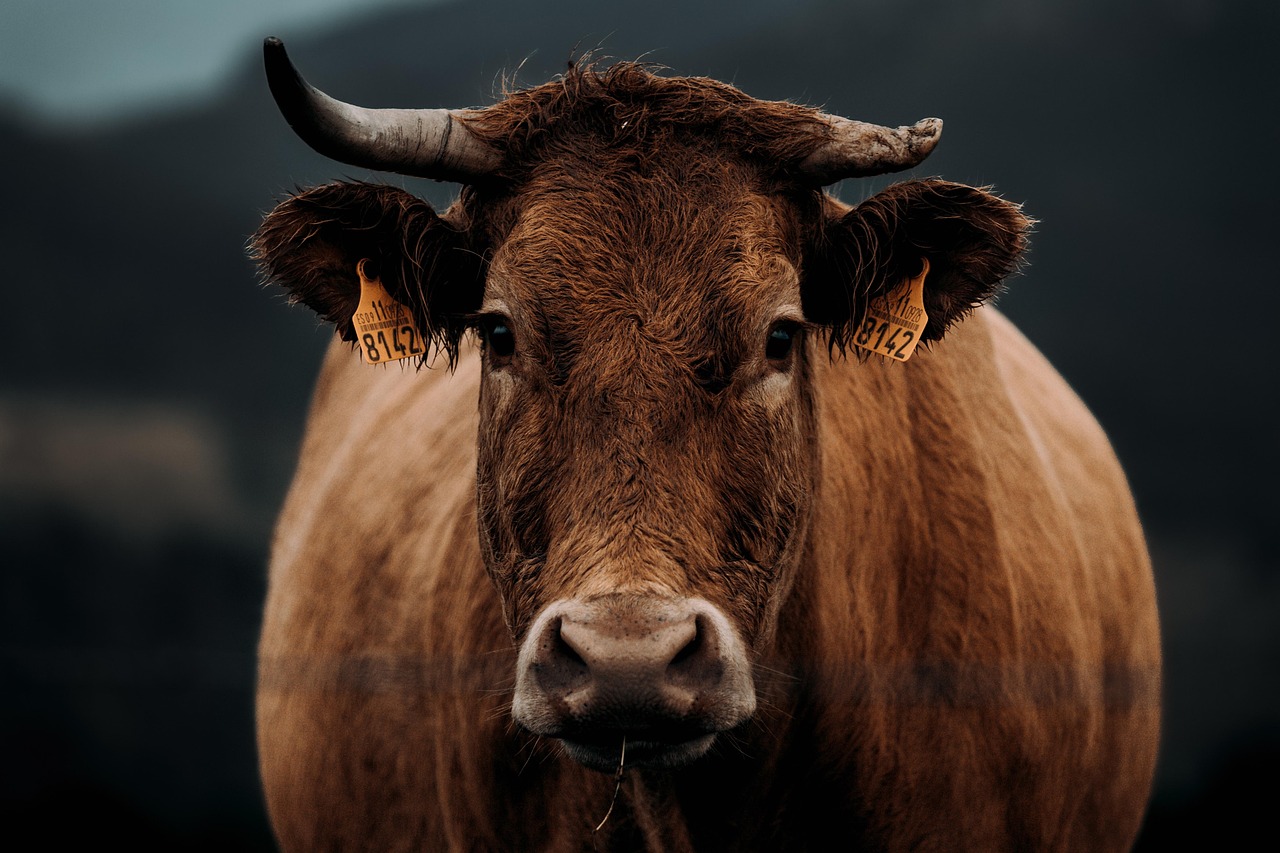Krowa Pixabay